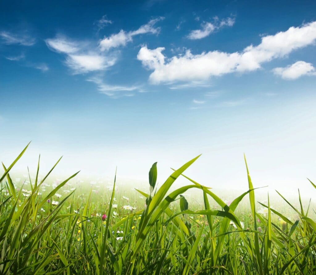 qtq80-0xScB8 Green grass under a clear blue sky.